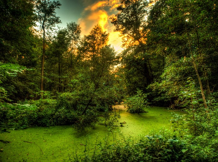 Swampy forest with green algae and sunset sky