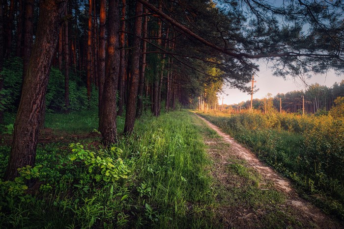 Dirt road through a pine forest in Russia