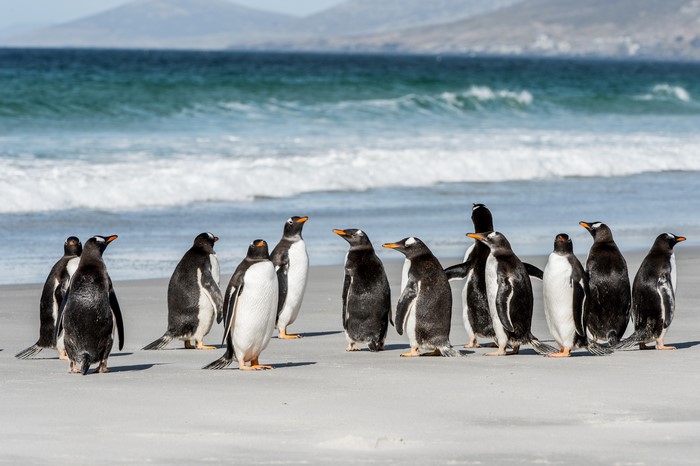 A group of Gentoo penguins on a sandy beach.