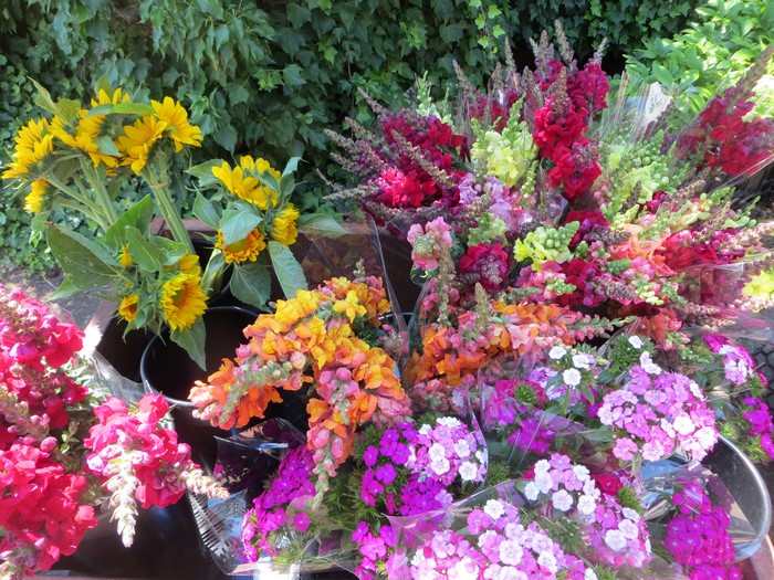 Sunflowers and Antirrhinum Flowers