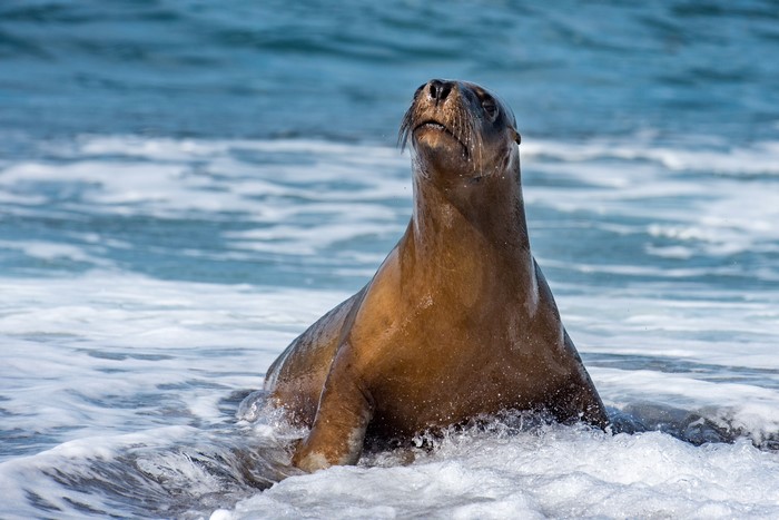 Sea lion in ocean waves