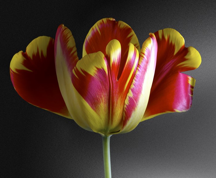 4K closeup of a red and yellow tulip
