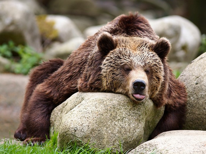 Brown Bear Sleeping on Rocks