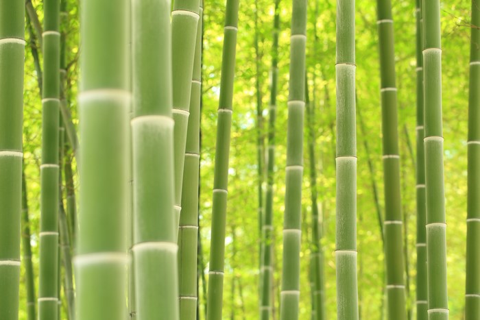 Bamboo closeup texture