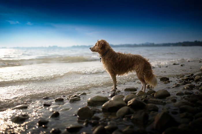 A dog stands on a rocky shore by the sea