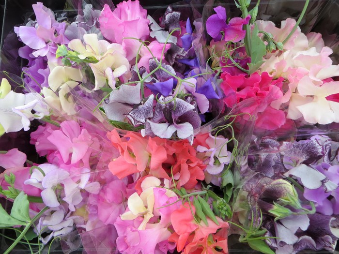 4K Sweet Pea Closeup
