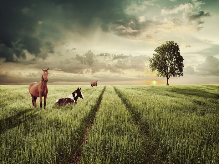 Horses in a field at sunset