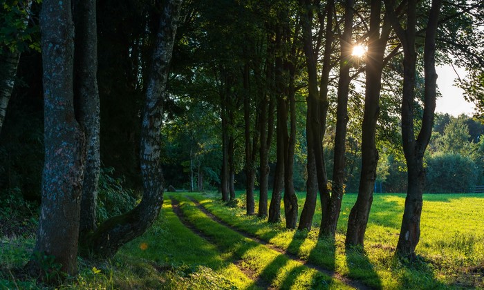 Sunlight through trees on a forest road