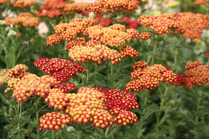 Red and yellow yarrow flowers