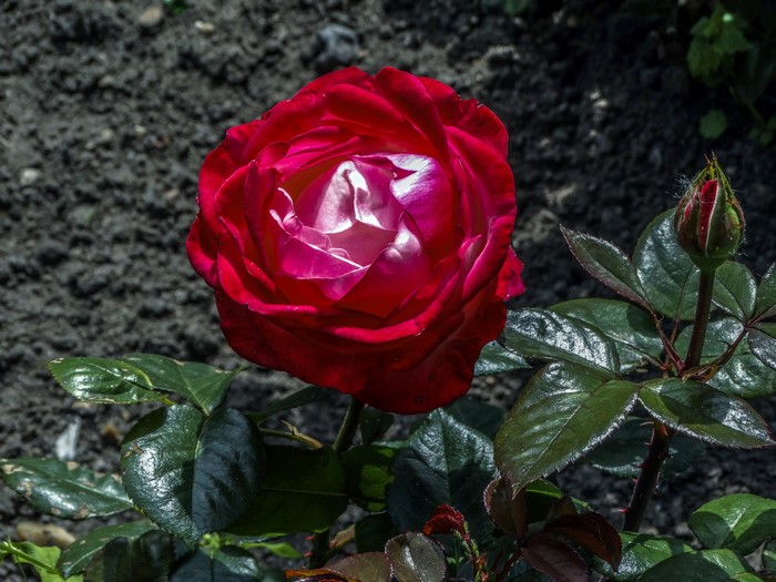 Red and white rose with bud