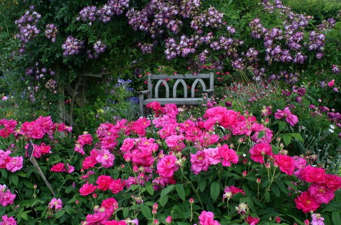 Rosemoor Rose Garden in Devon, England with pink roses