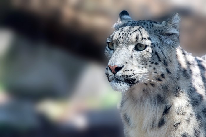 Close-up of a snow leopard's face