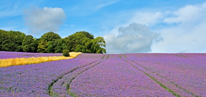 Purple flower field with yellow grass and trees