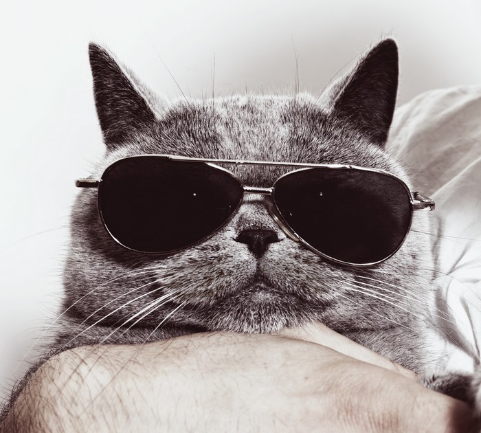 Cat wearing aviator sunglasses