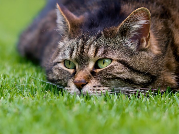 Tabby Cat Lying in Grass