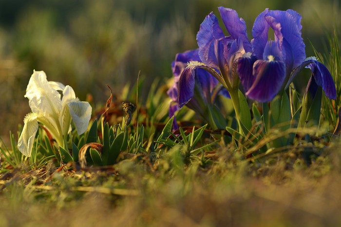 White and Purple Irises in Sunlight
