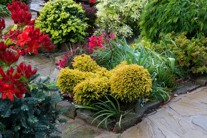 Garden with red azaleas and yellow shrubs