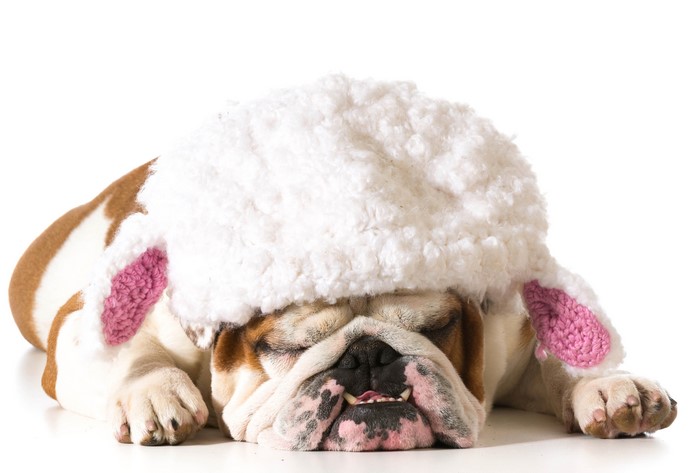 English Bulldog Sleeping in a White Winter Hat