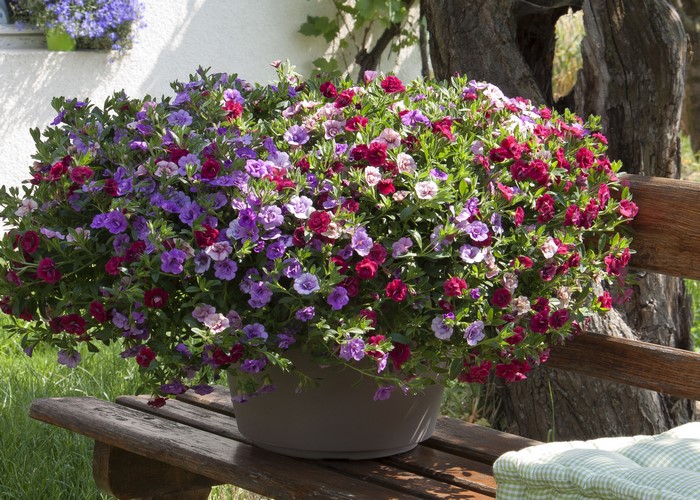 Vibrant Calibrachoa Flowers in Outdoor Pot