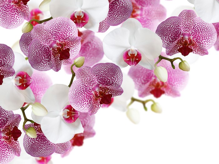 4K Orchid Flowers on White Background