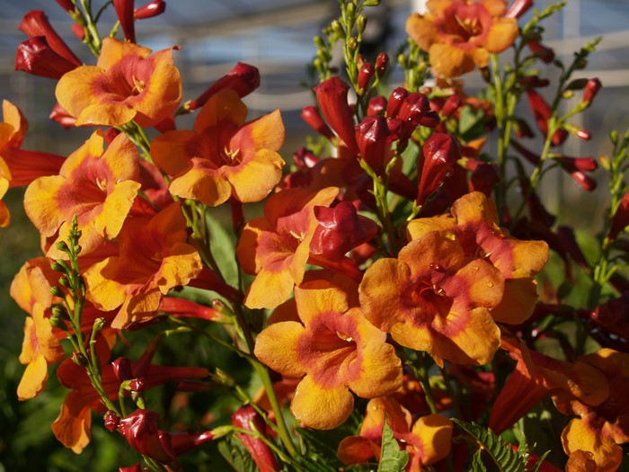 Orange and red trumpet flowers