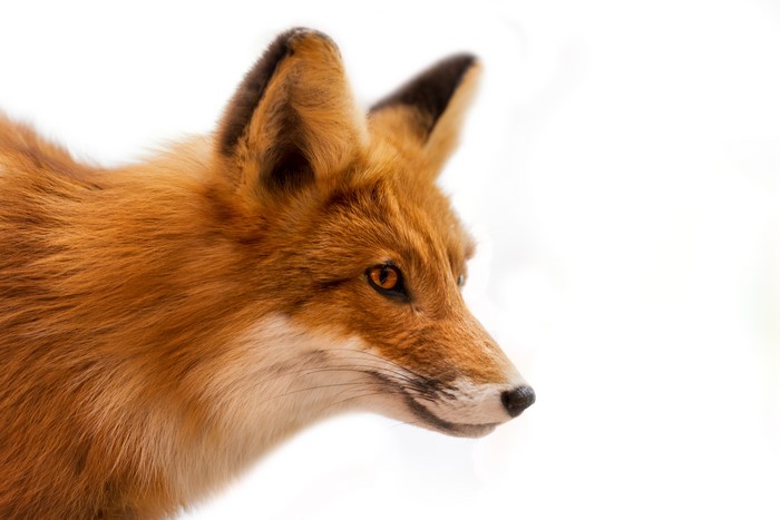 Red Fox Head on White Background