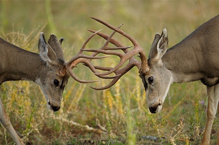Two Deer Fighting with Antlers