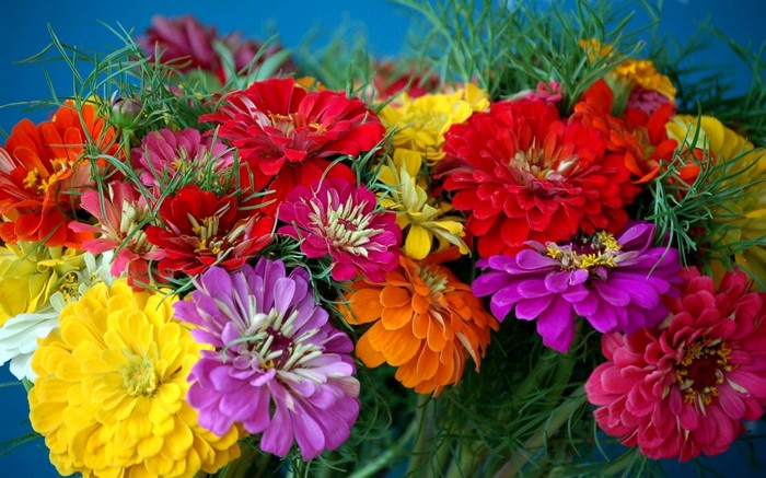 Colorful Zinnia Flowers Bouquet Closeup