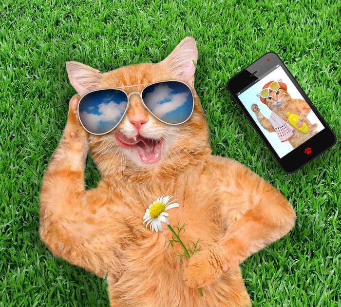 Orange Cat with Sunglasses and Flower on Grass