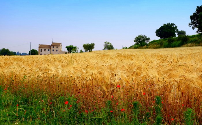 Wheat field with poppies and a house