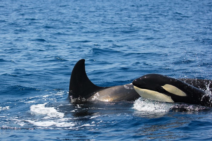 Two Orcas in the Ocean
