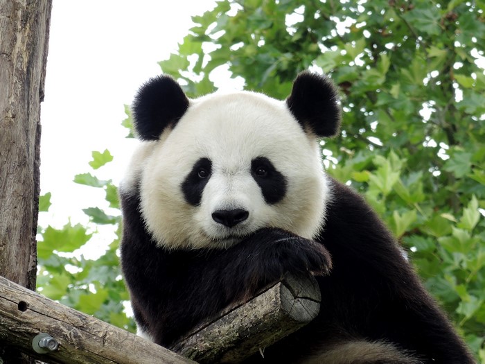 Giant Panda resting on a tree branch