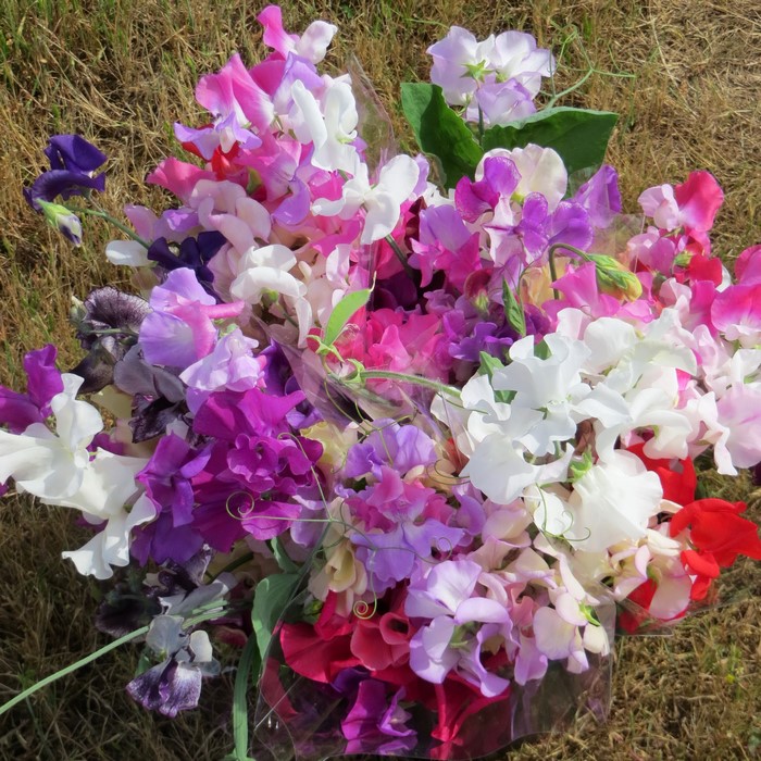 Bouquet of colorful sweet peas