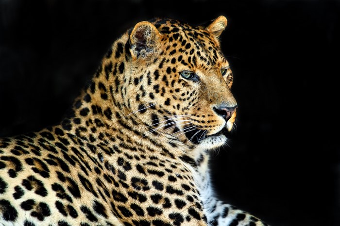Leopard on a black background