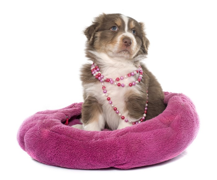 Australian Shepherd puppy with pearls on white background