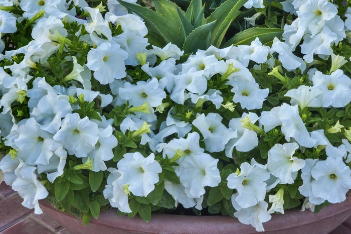 White Petunias in a Pot