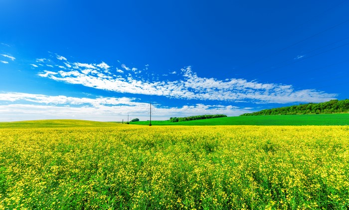 Vast yellow rapeseed field under a blue sky with clouds