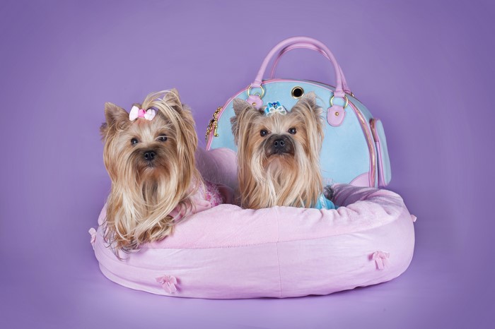 Two Yorkshire Terriers in a Dog Bed with Handbag