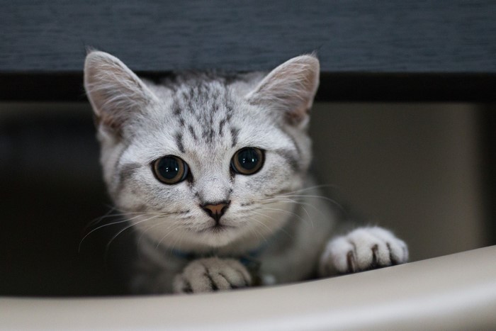 A silver tabby kitten peeking from under a dark surface