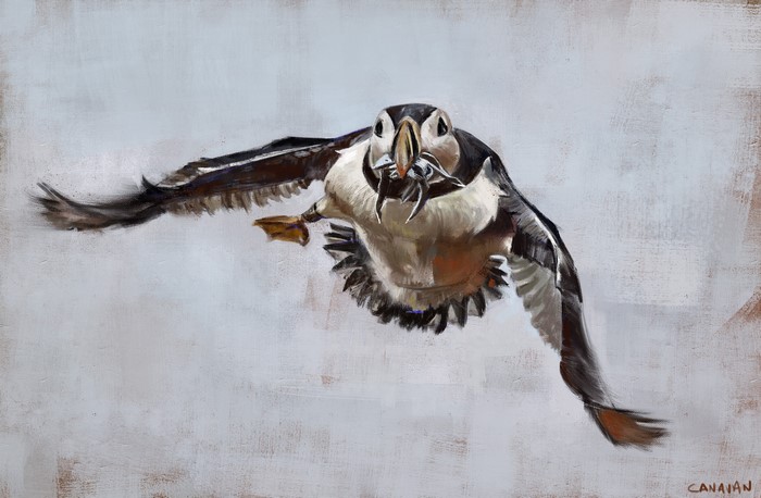 Painting of a Puffin in Flight with Fish