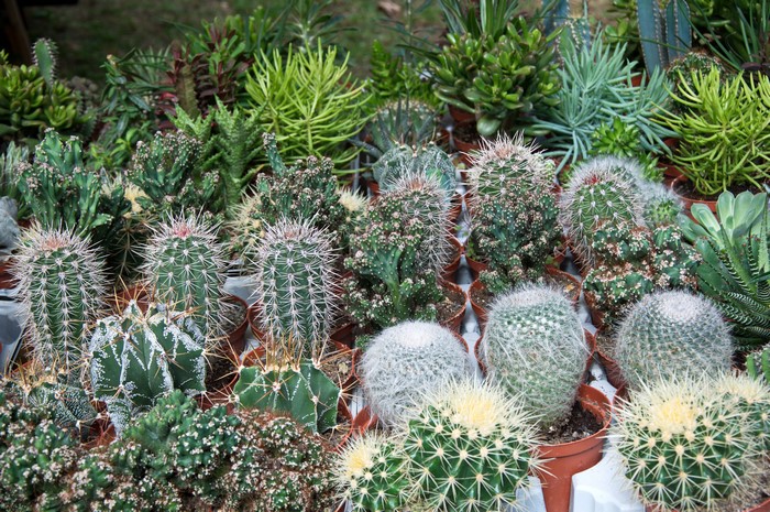 Collection of Various Small Cactuses in Pots