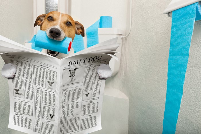 Jack Russell Terrier Reading Newspaper with Toilet Paper