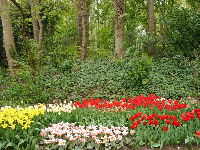 4K Keukenhof Lisse Netherlands Tulips
