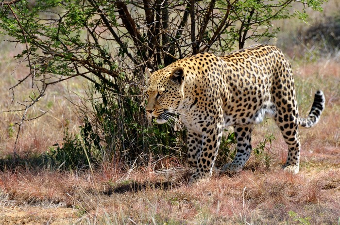 Leopard walking in a savanna