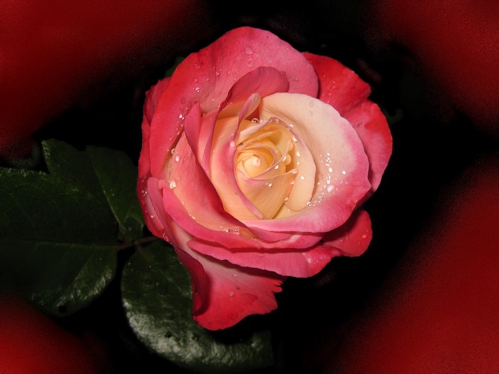 Close-up of a pink and yellow rose with water droplets