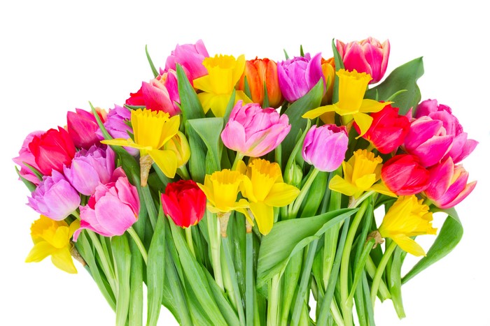 Bouquets of Tulips and Daffodils on White Background