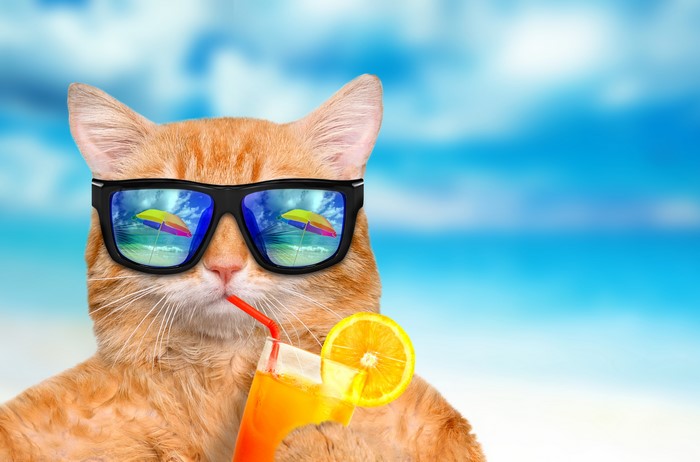 Orange cat wearing sunglasses drinking juice