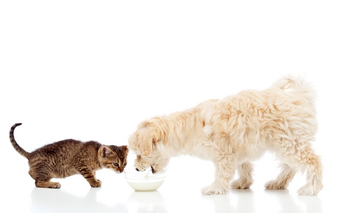 Kitten and Dog Drinking Milk on White Background