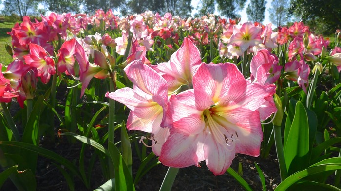 Pink and white Amaryllis flowers in a garden