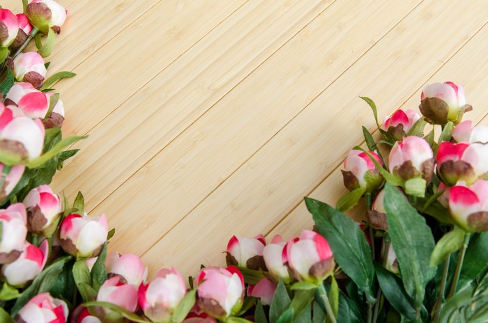 Pink Peony Flower Buds on Wooden Background